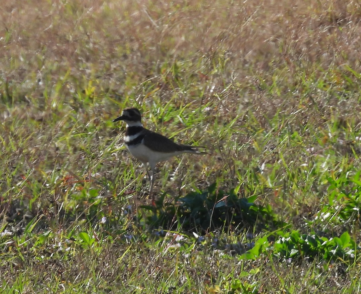 Killdeer - ML647627523