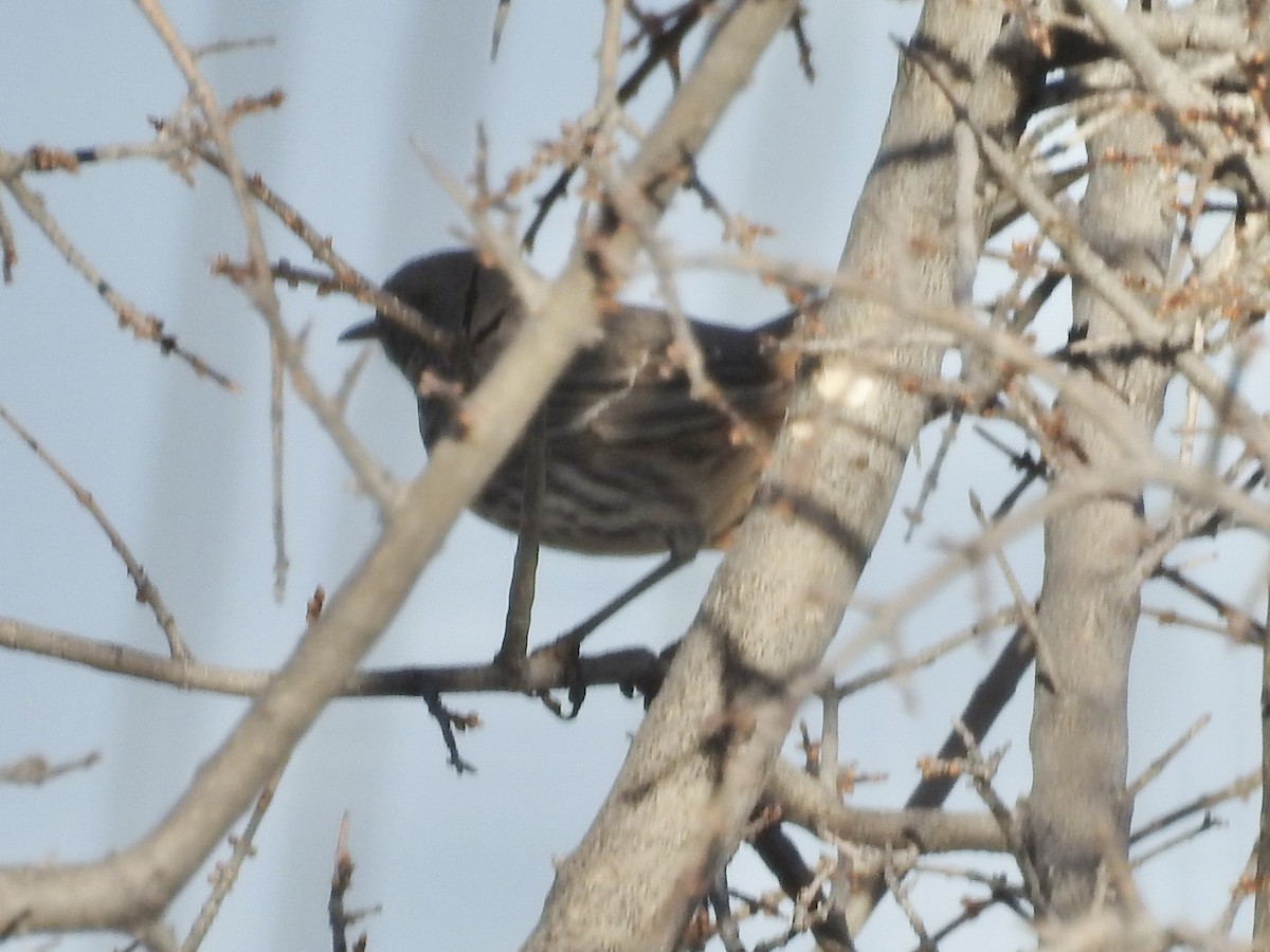 Sage Thrasher - ML647627524