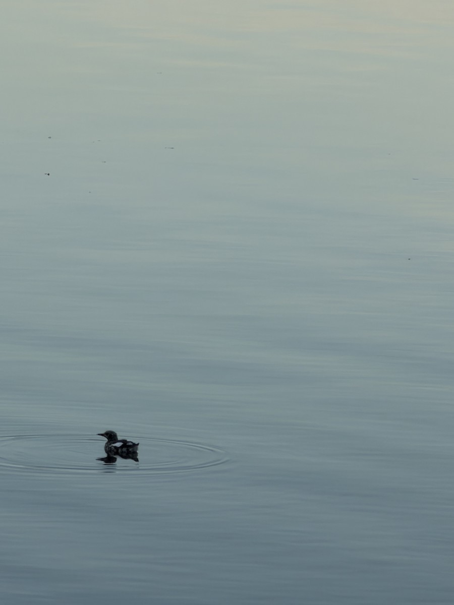 黑喉潛鳥 - ML647627527