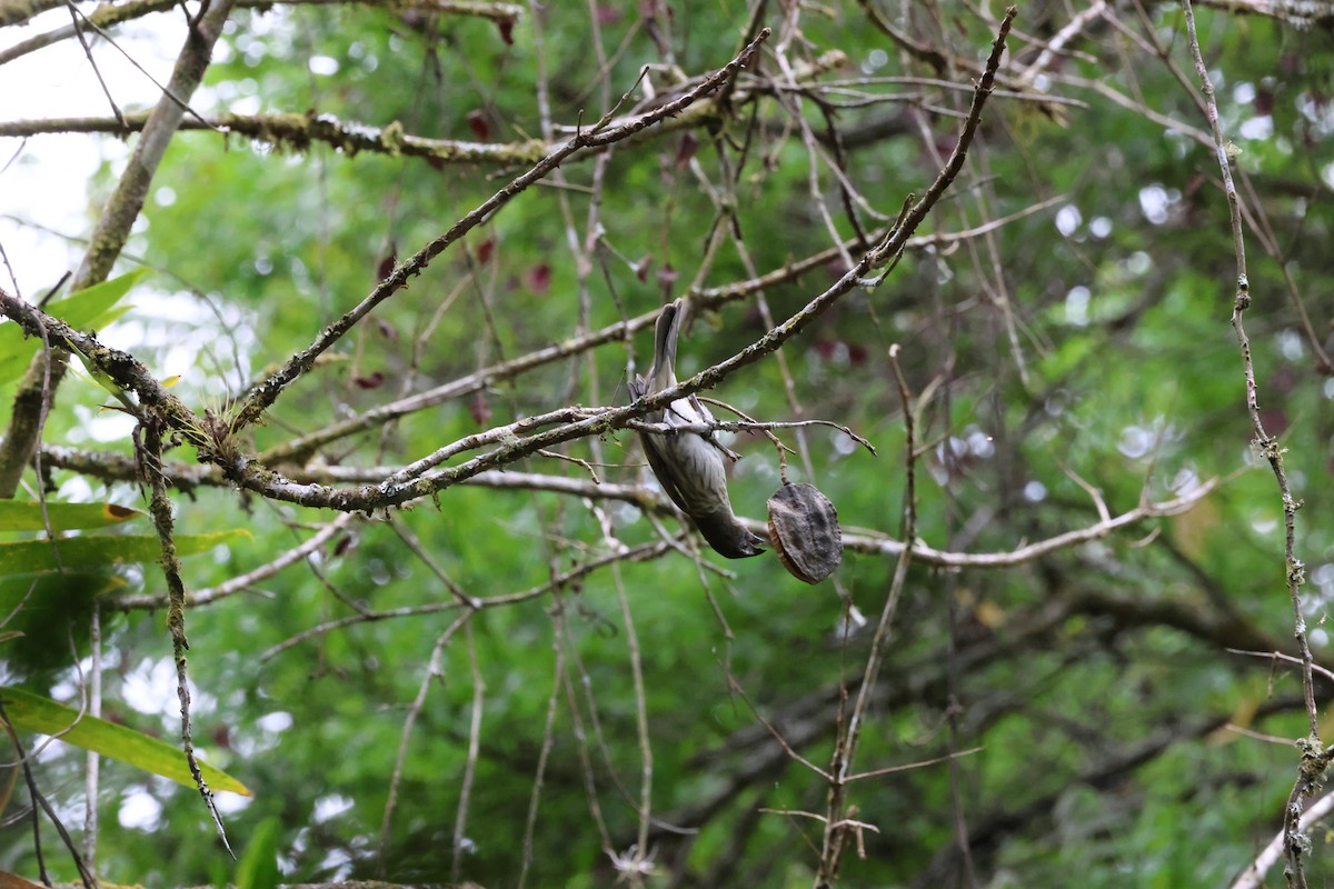 Streaked Saltator - ML647627528