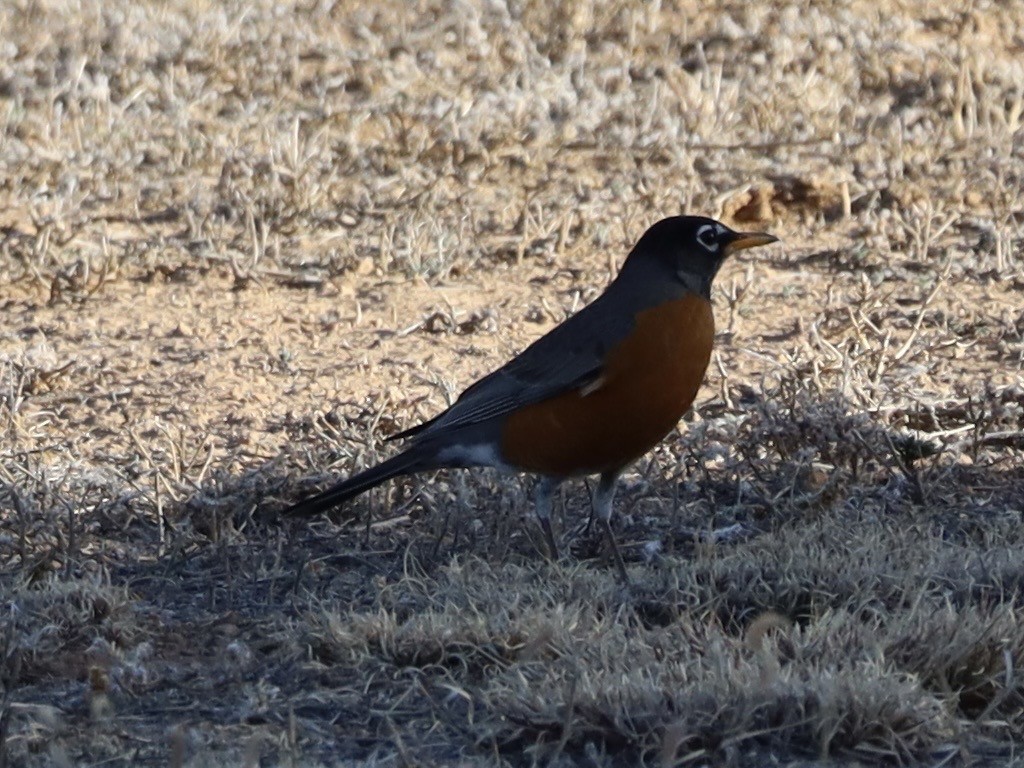 American Robin - ML647627529