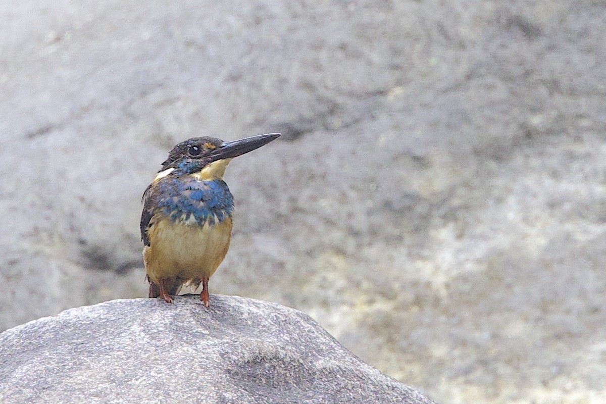 Javan Blue-banded Kingfisher - ML647627532
