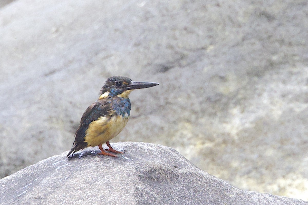 Javan Blue-banded Kingfisher - ML647627533