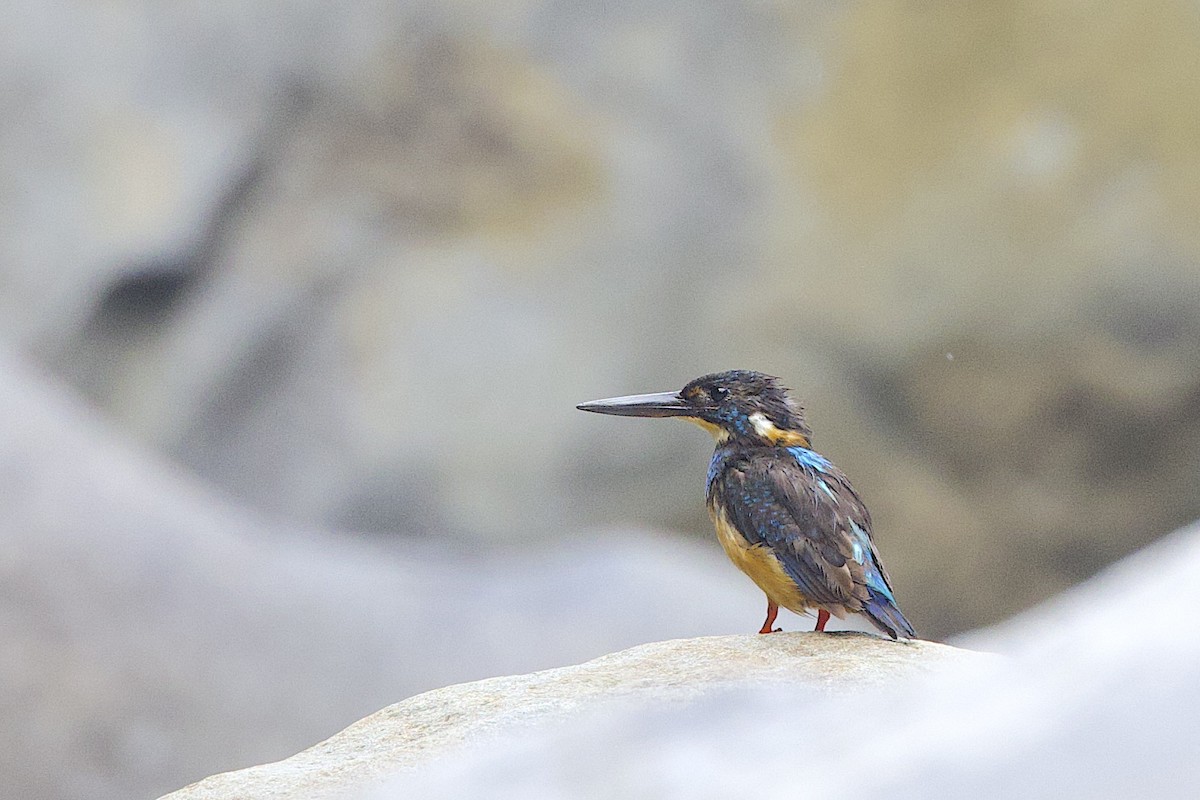 Javan Blue-banded Kingfisher - ML647627534