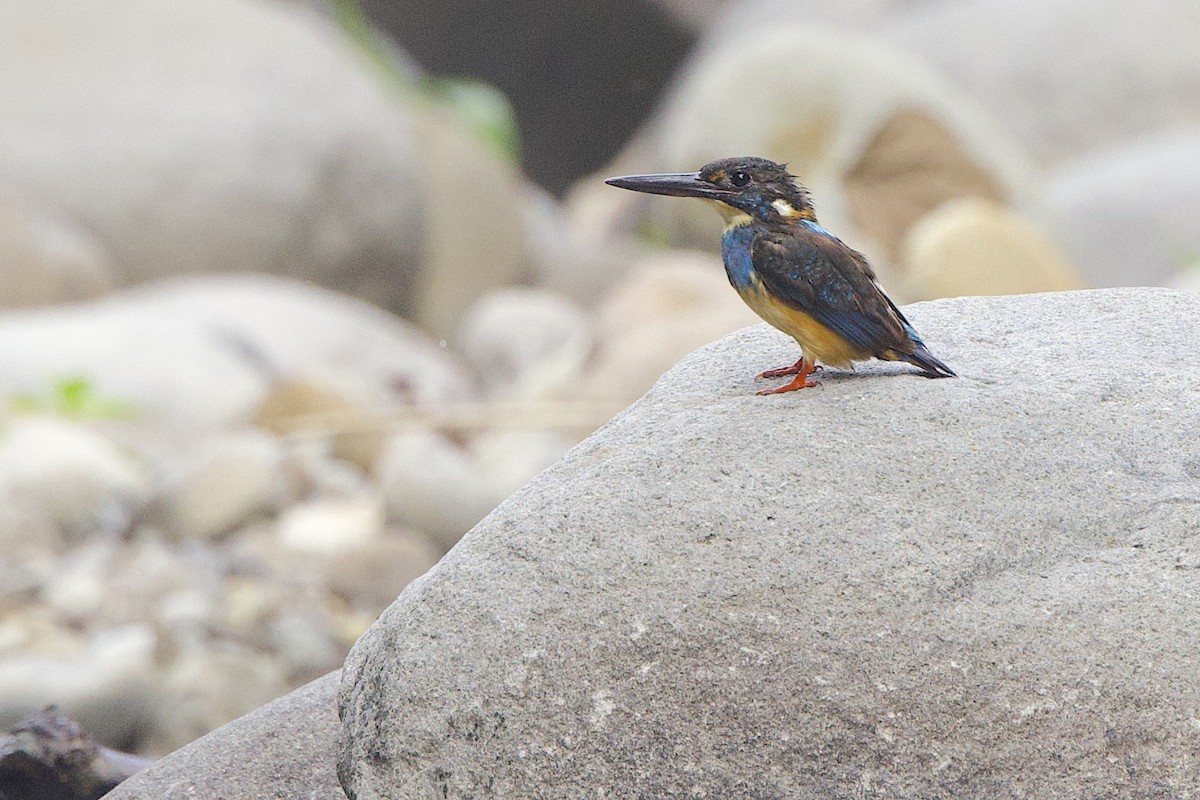 Javan Blue-banded Kingfisher - ML647627535