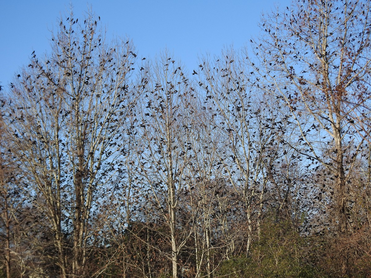 Common Grackle - ML647627536