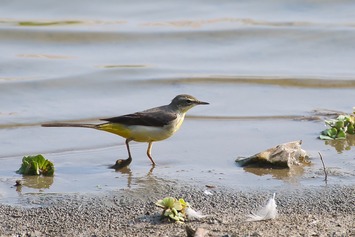 灰鶺鴒 - ML647627537