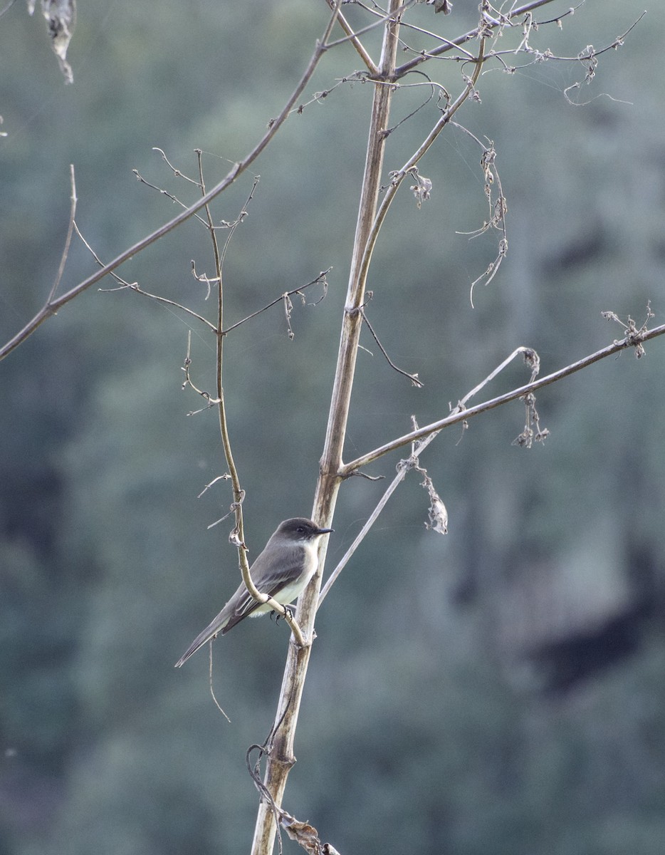 Eastern Phoebe - ML647627538