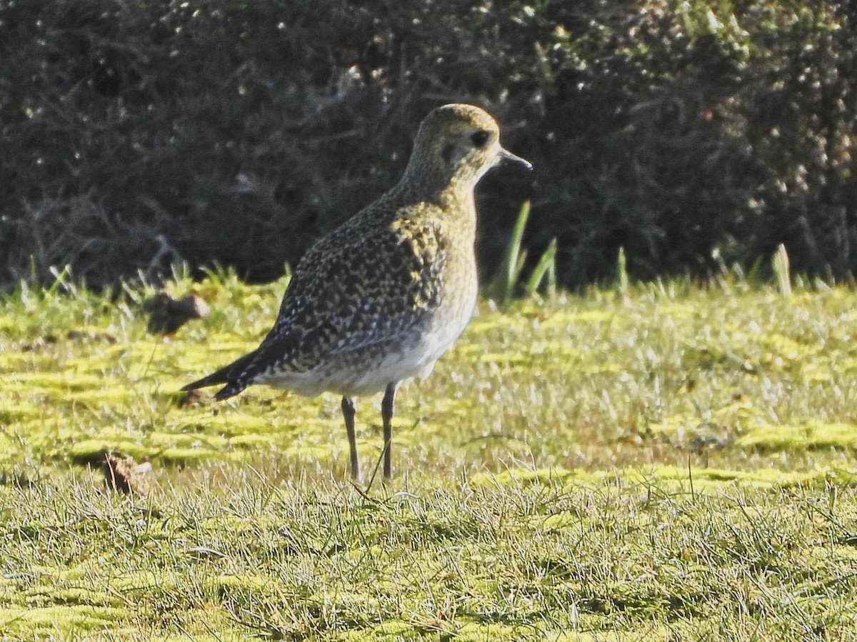 European Golden-Plover - ML647627539