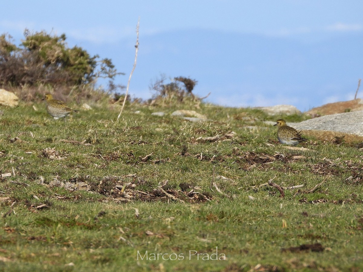 European Golden-Plover - ML647627540