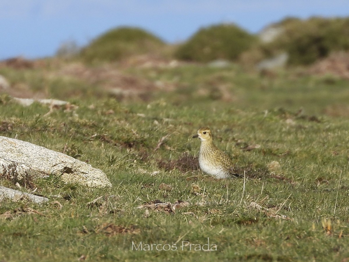 European Golden-Plover - ML647627541