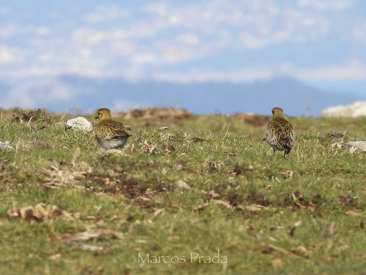 European Golden-Plover - ML647627542