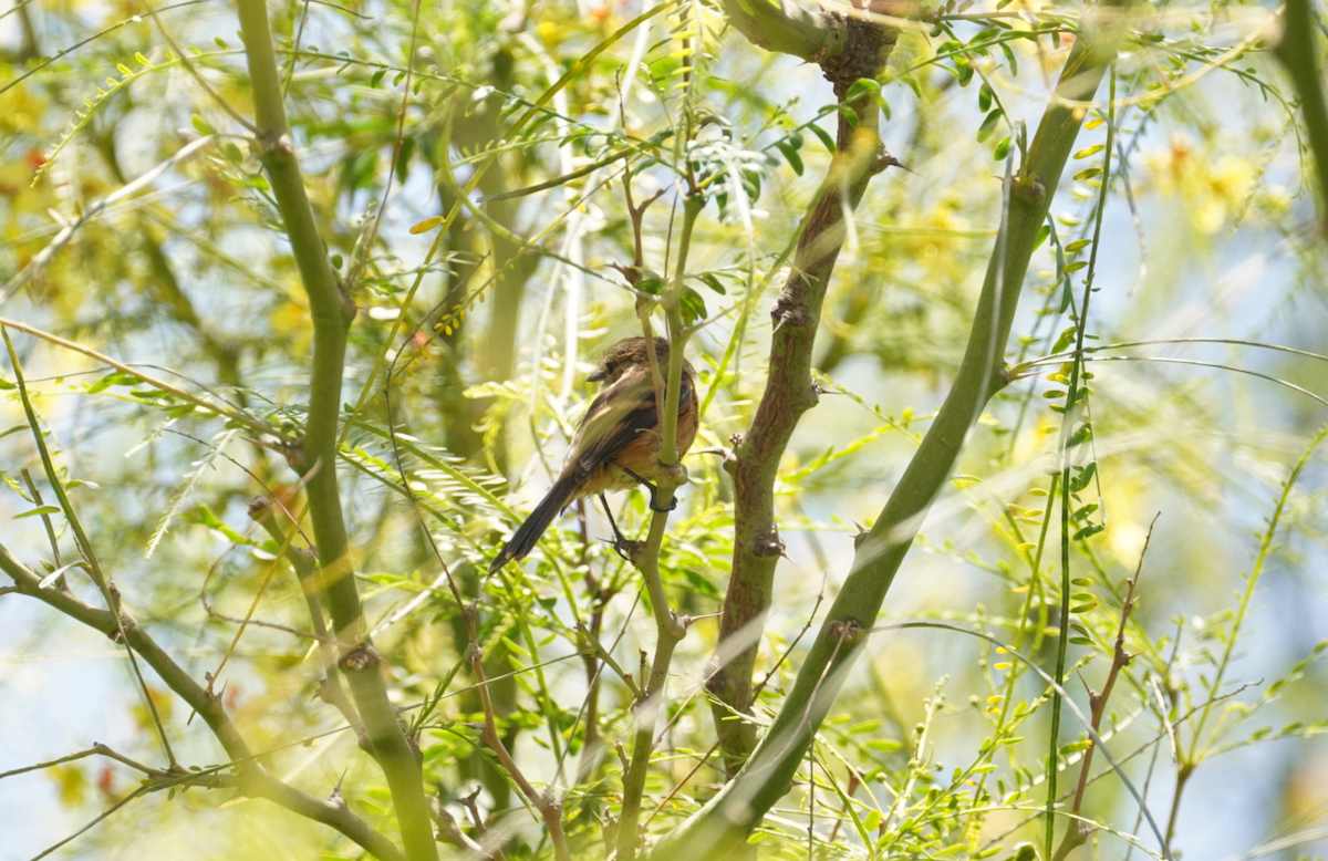 Rufescent Flycatcher - ML647627543