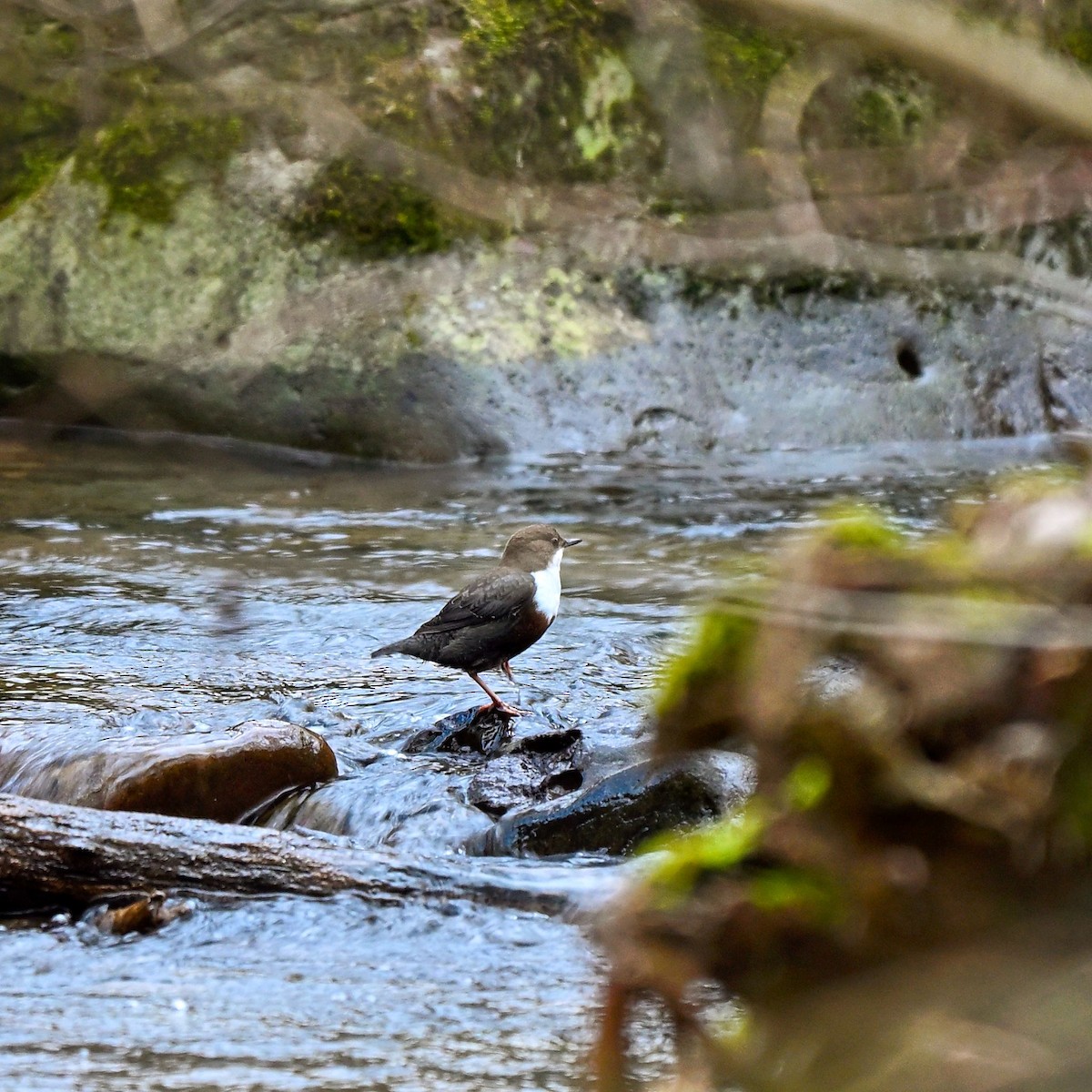 White-throated Dipper - ML647627544