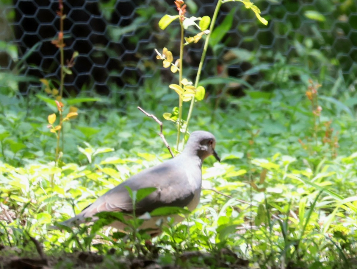 White-tipped Dove - ML647627545