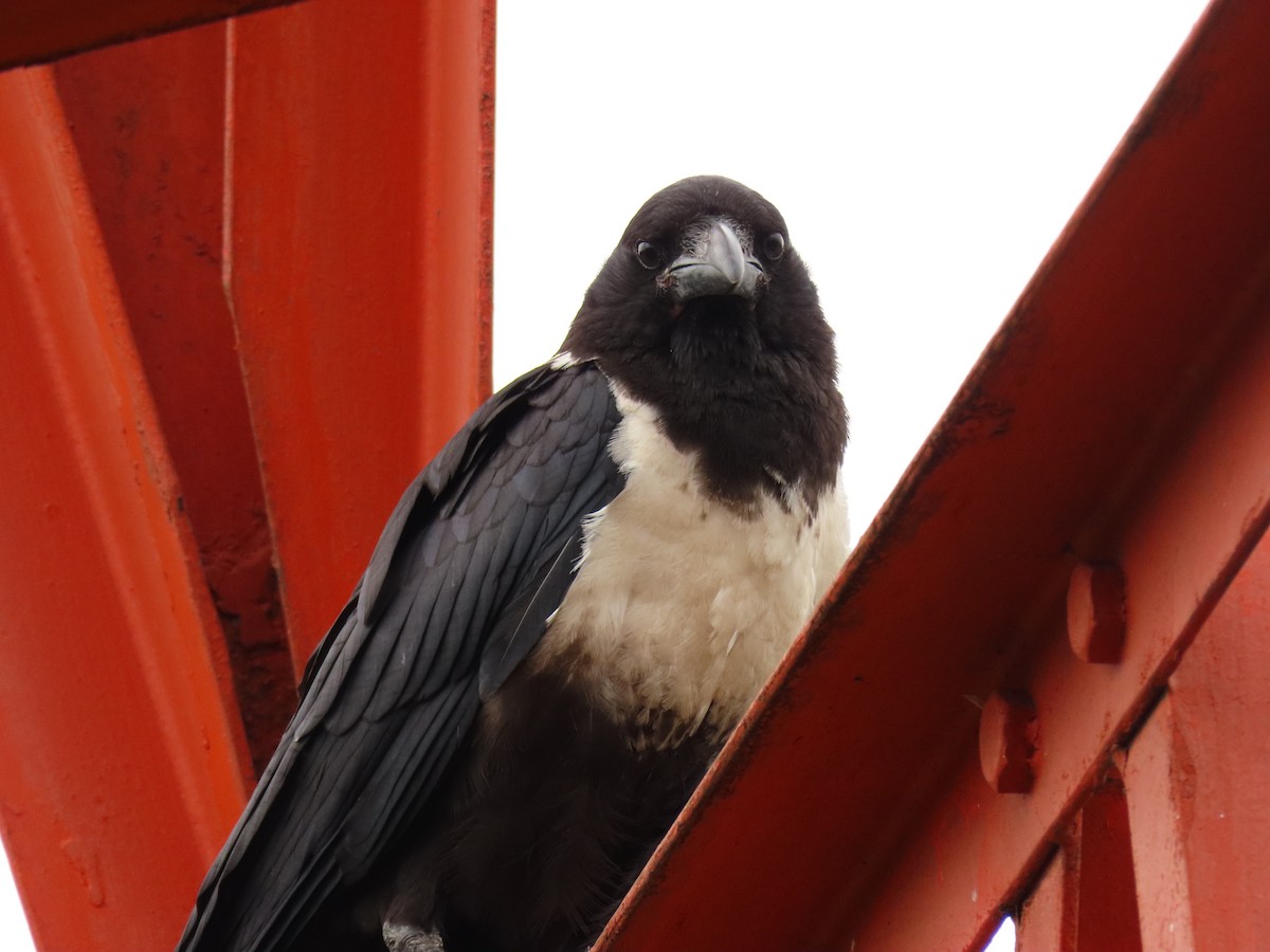 Pied Crow - ML647627546