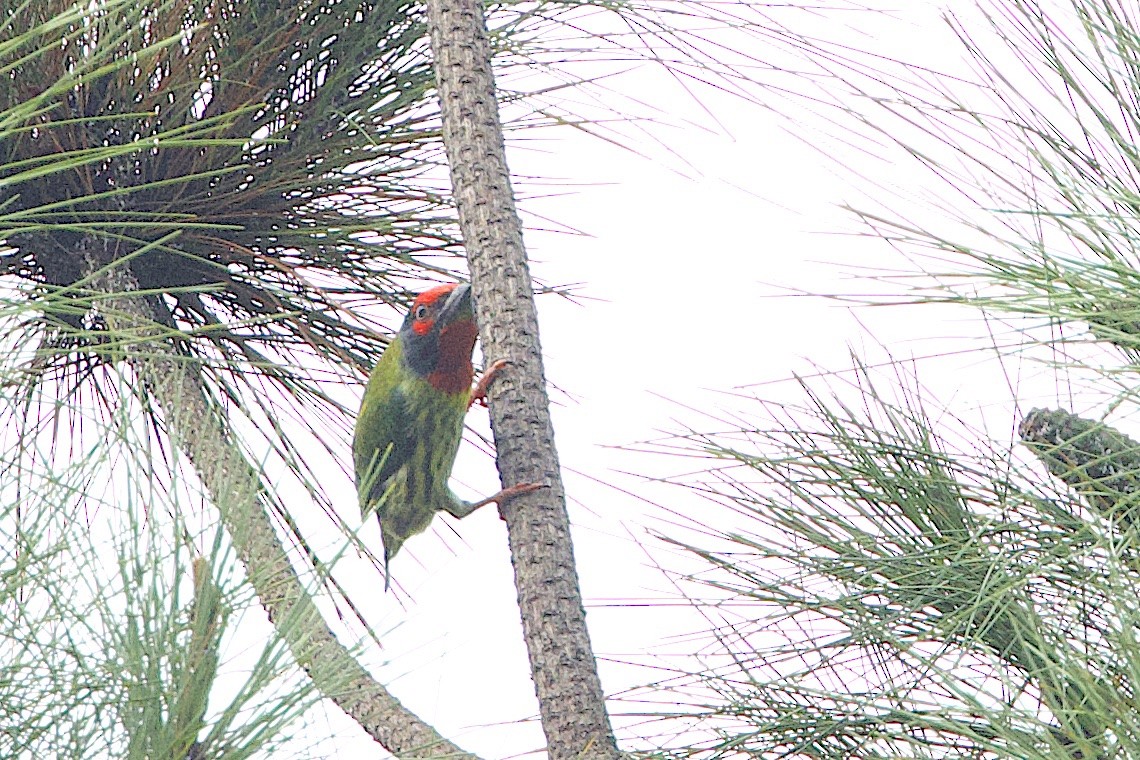 Coppersmith Barbet (Javan Red-faced) - ML647627547