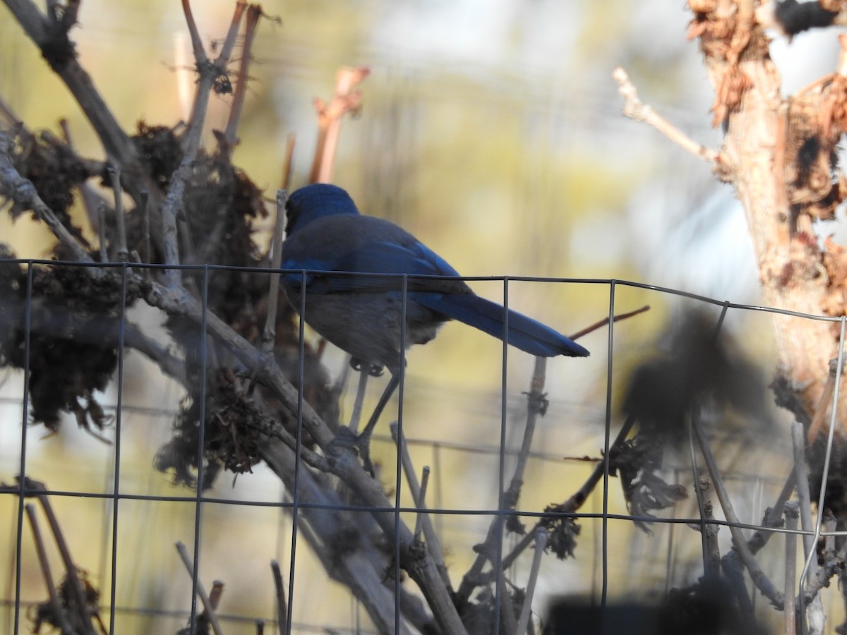 Woodhouse's Scrub-Jay - ML647627548