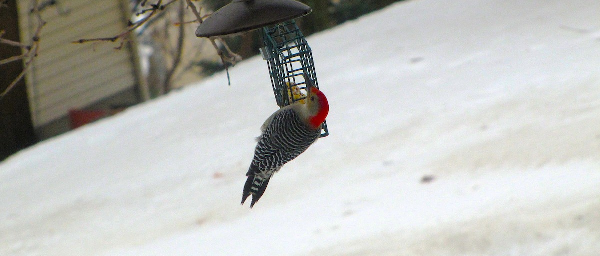 Red-bellied Woodpecker - ML647627549