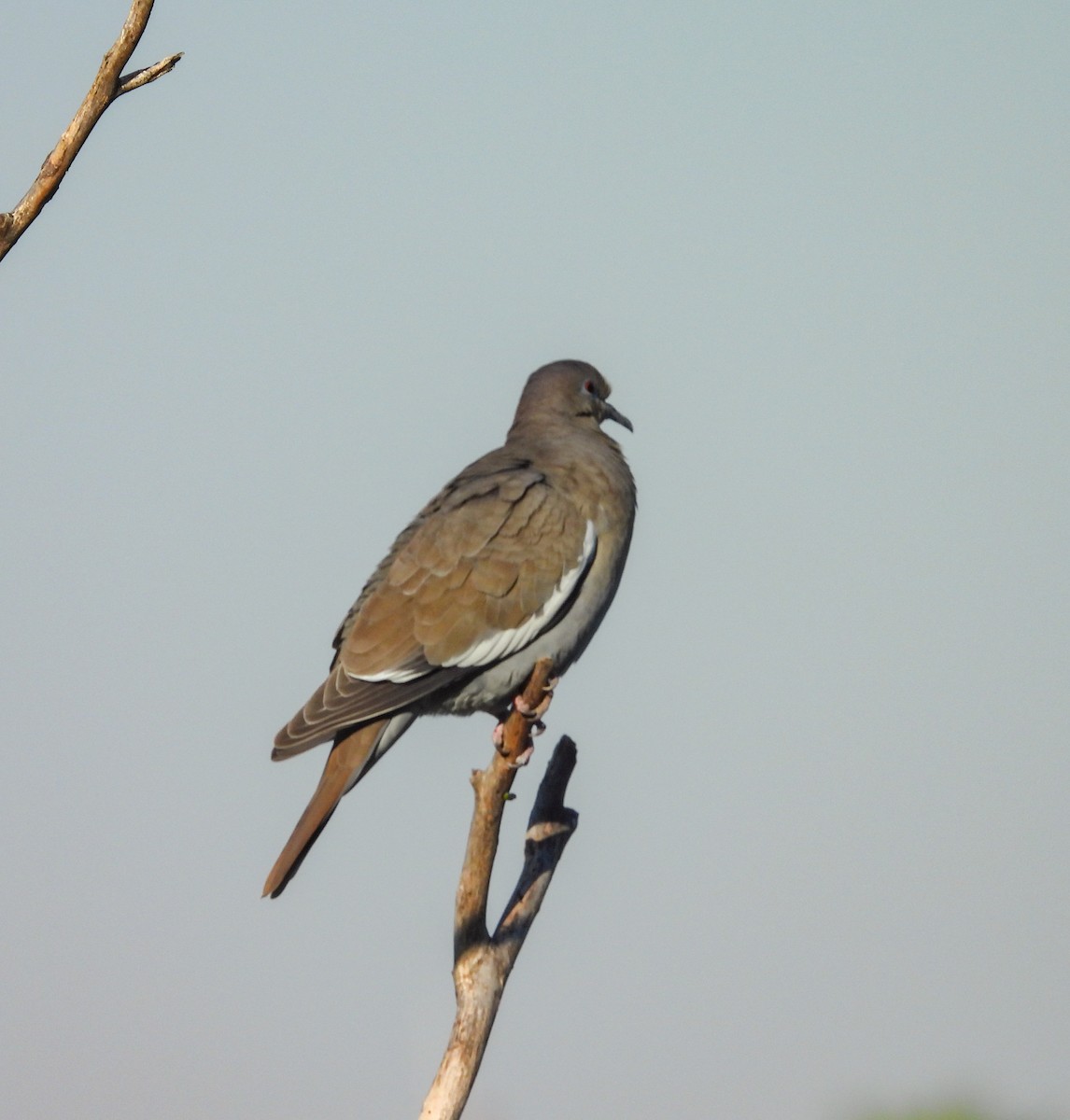 White-winged Dove - ML647627550