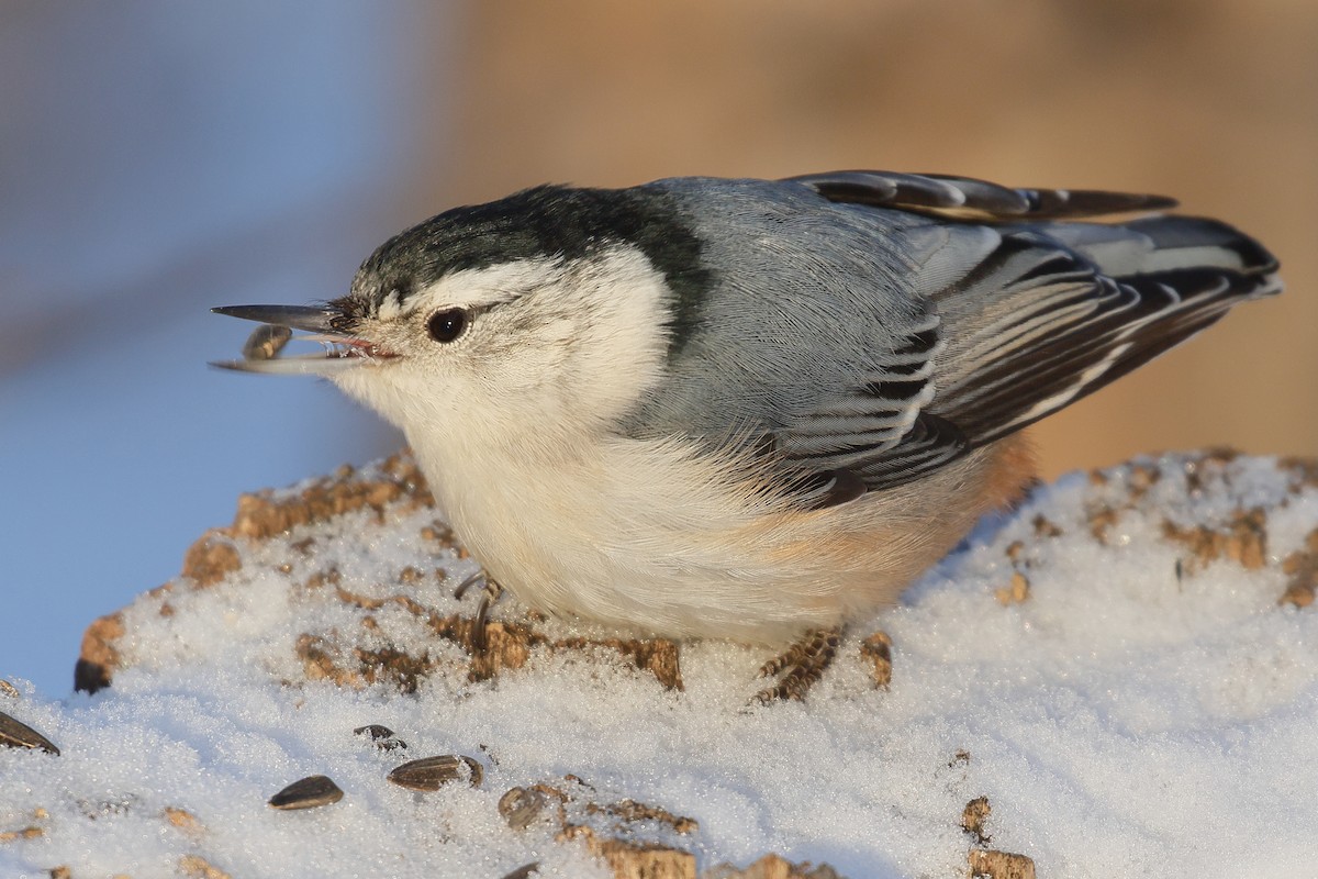 White-breasted Nuthatch - ML647627553