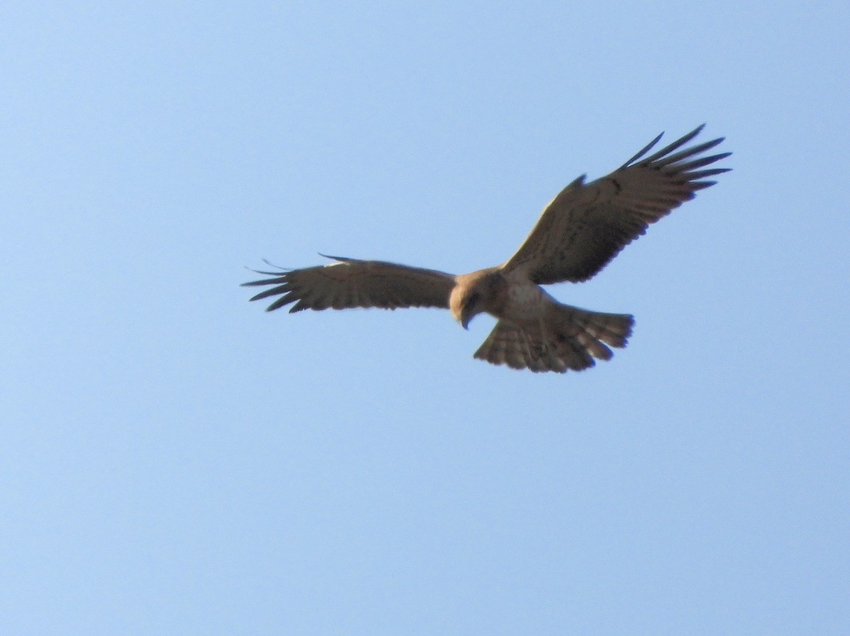 Short-toed Snake-Eagle - ML647627568
