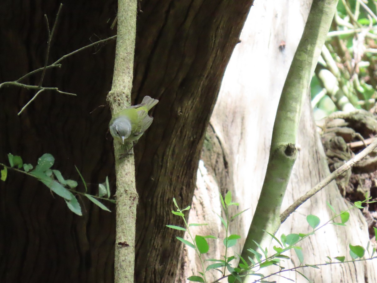 Tennessee Warbler - ML647627569