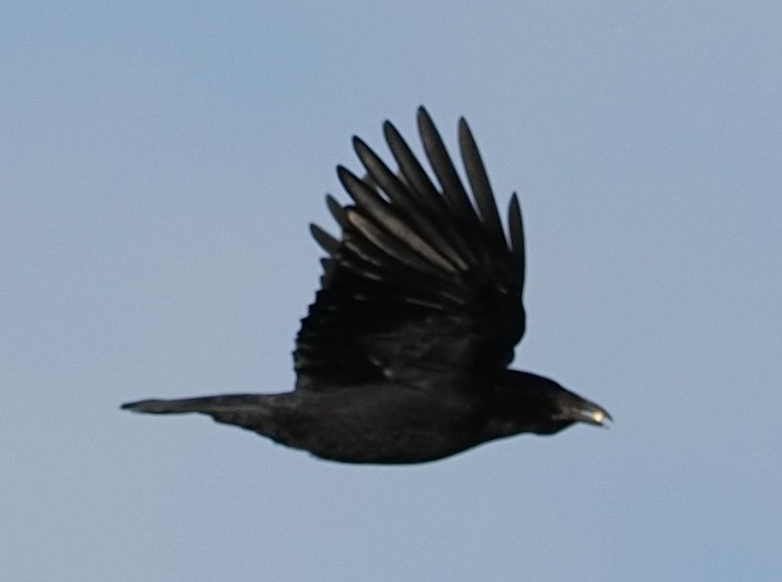 עורב שחור - ML647627576