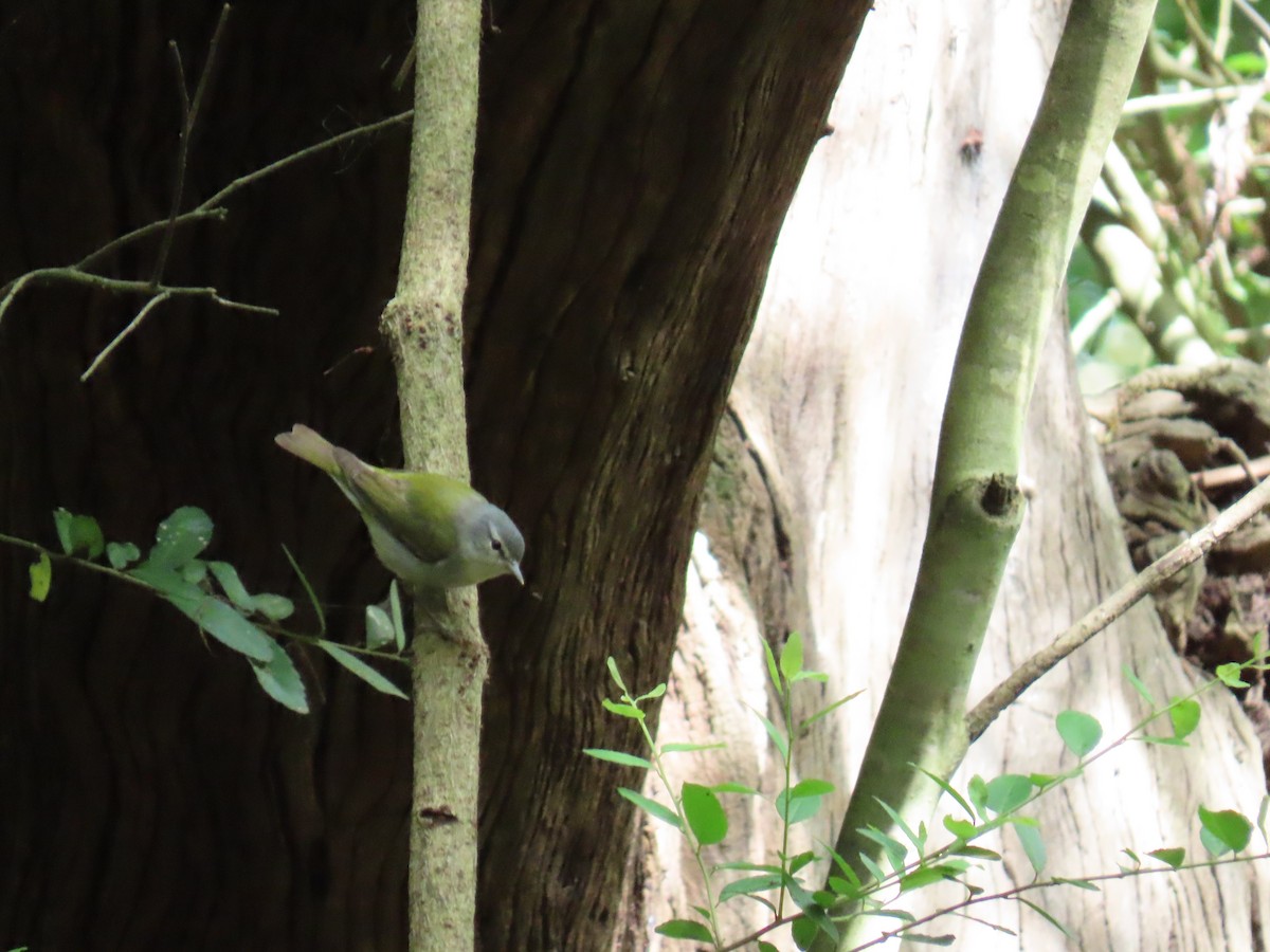 Tennessee Warbler - ML647627578