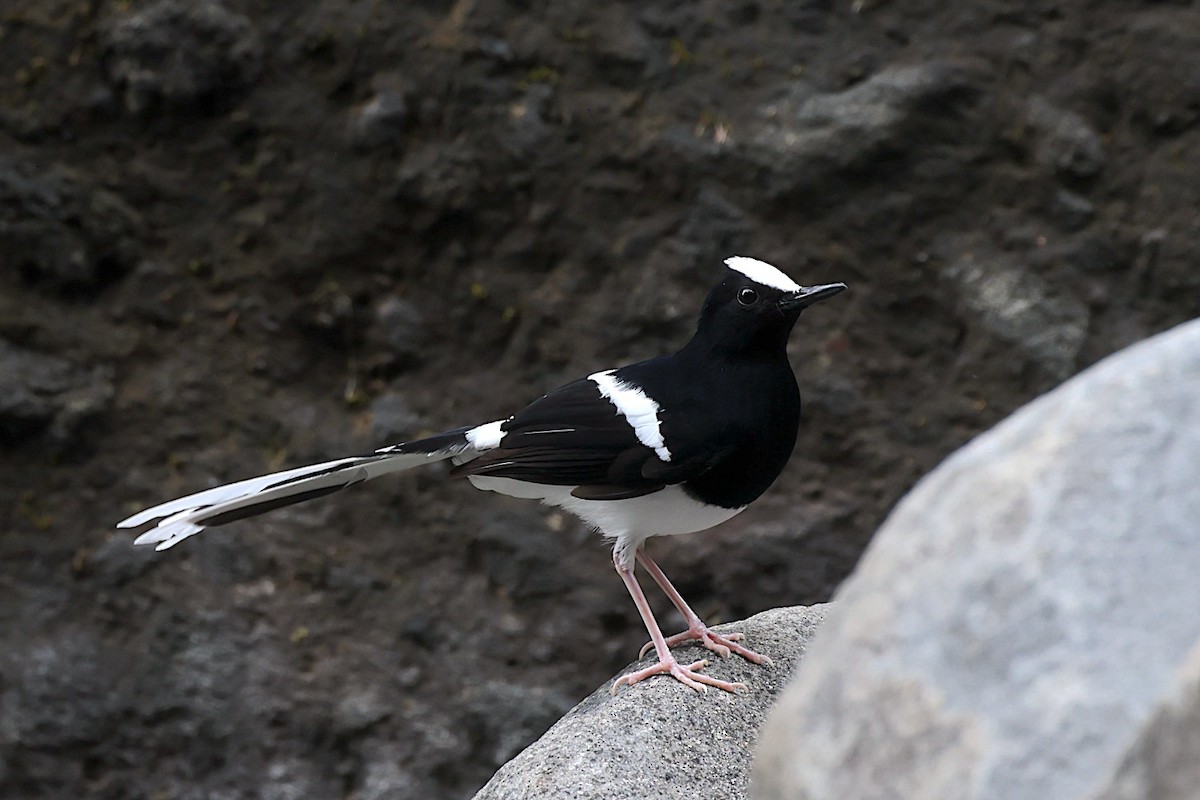 White-crowned Forktail (Javan) - ML647627591