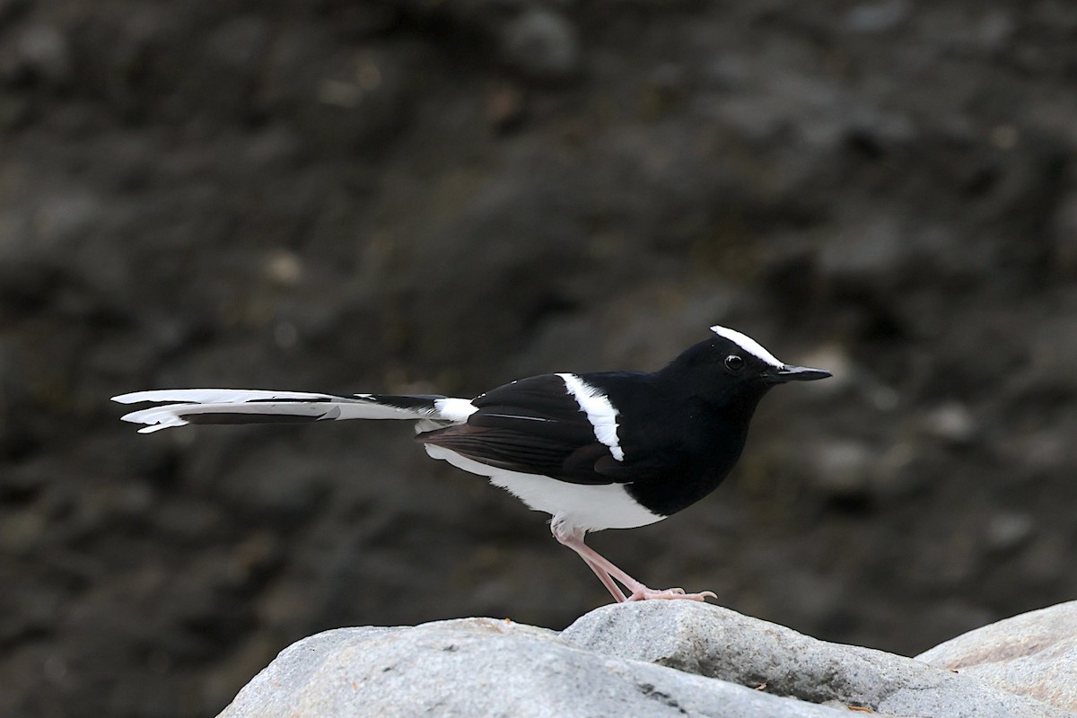 White-crowned Forktail (Javan) - ML647627592