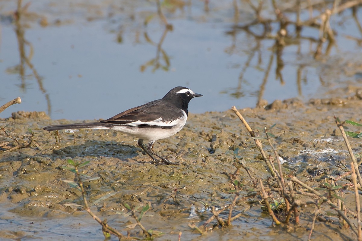 Lavandera India - ML647627594