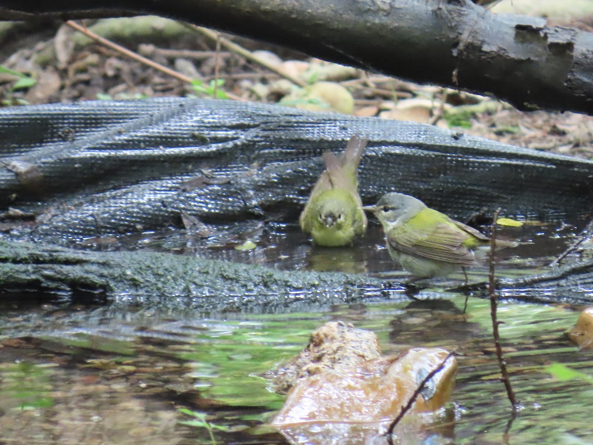 Tennessee Warbler - ML647627595