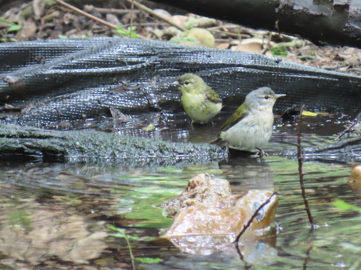 Tennessee Warbler - ML647627596