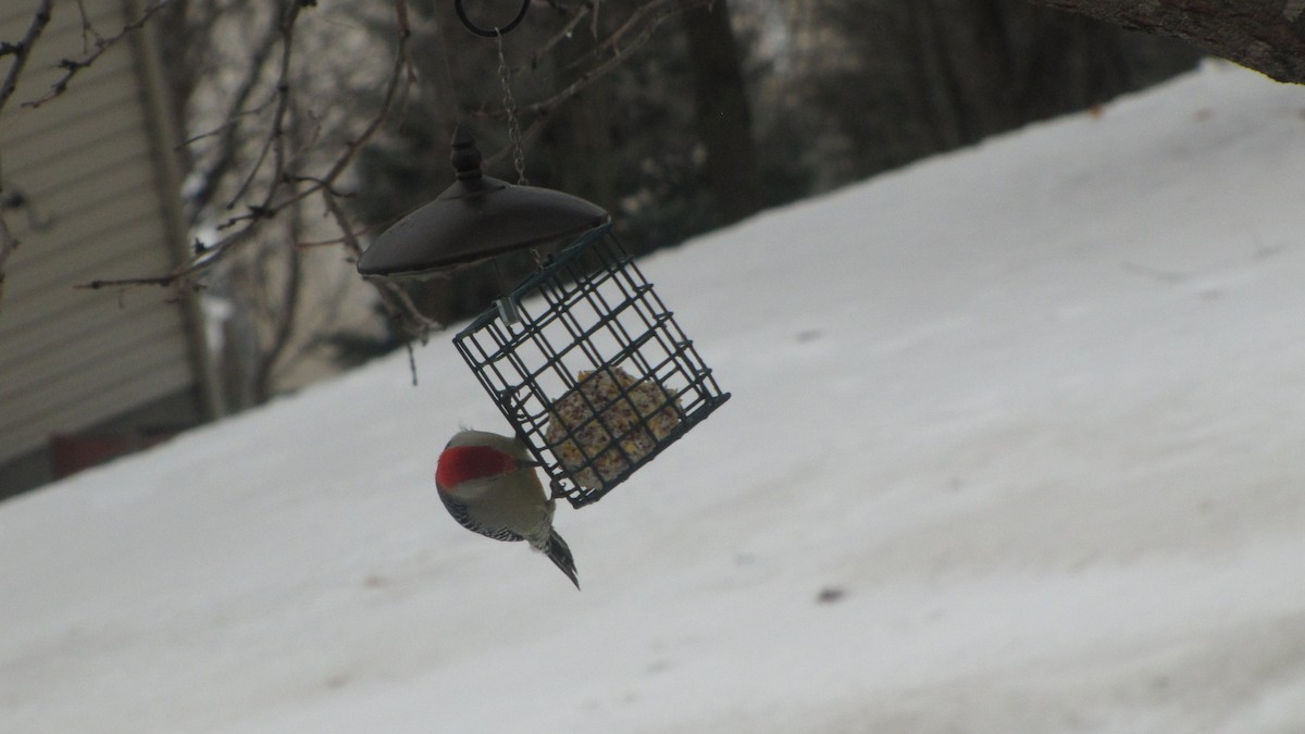 Carolinaspecht - ML647627599