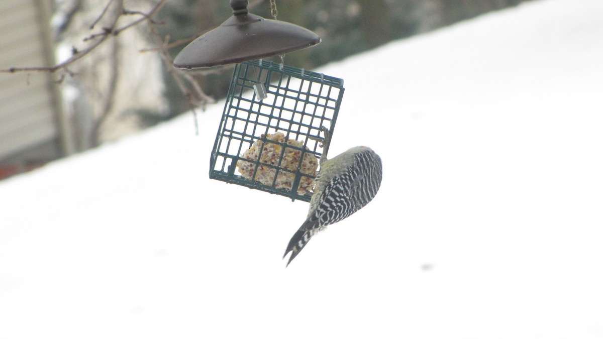 Carolinaspecht - ML647627616