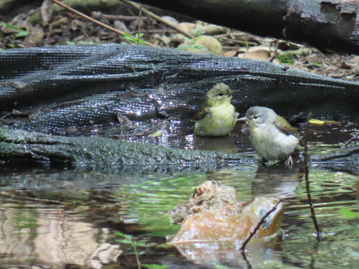 Tennessee Warbler - ML647627618