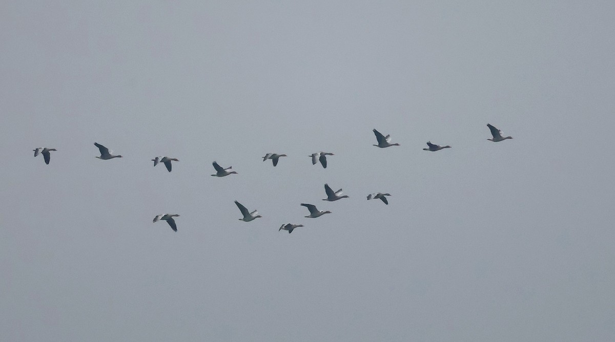 Oie cendrée - ML647627641