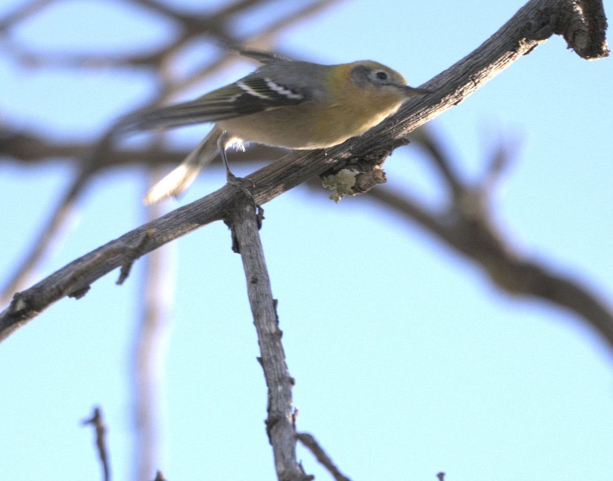 Olive Warbler - ML647627647