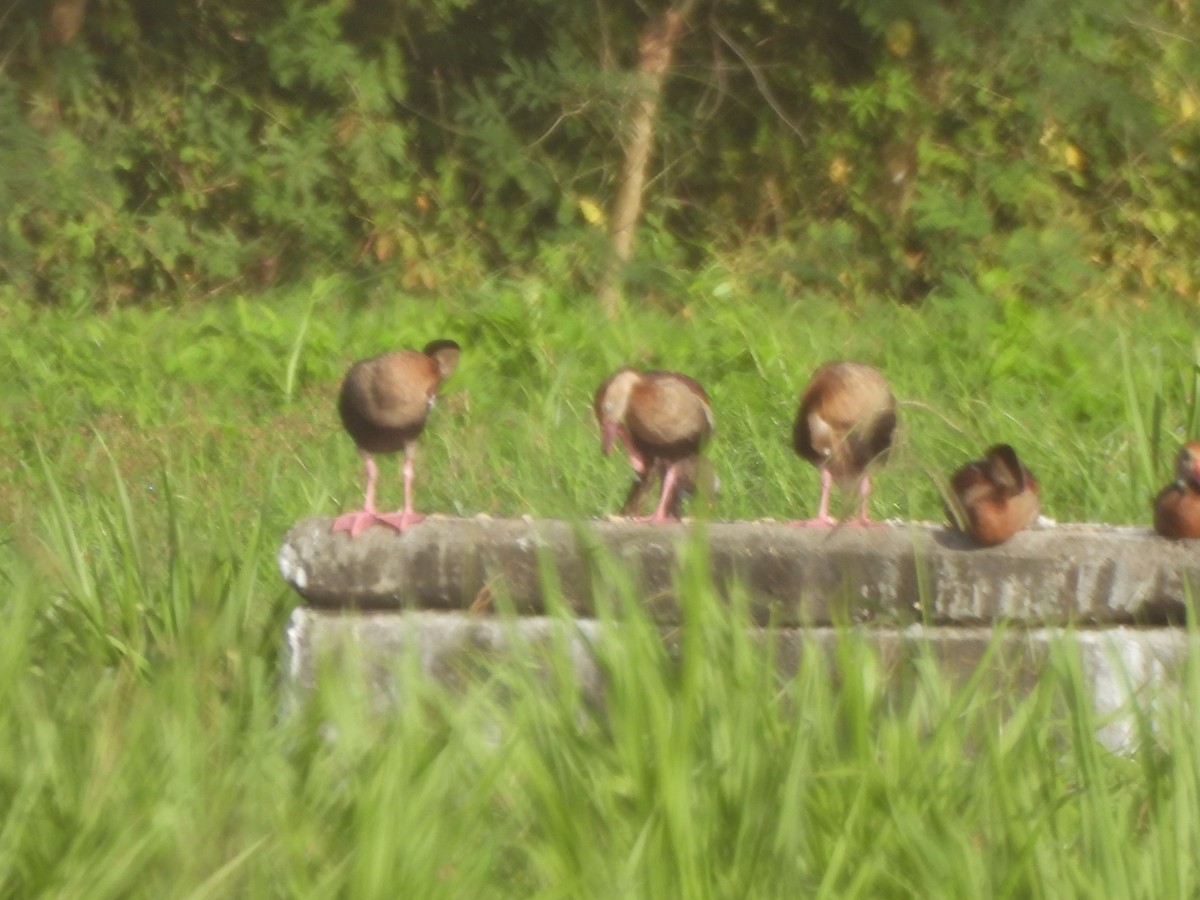Black-bellied Whistling-Duck - ML647627655