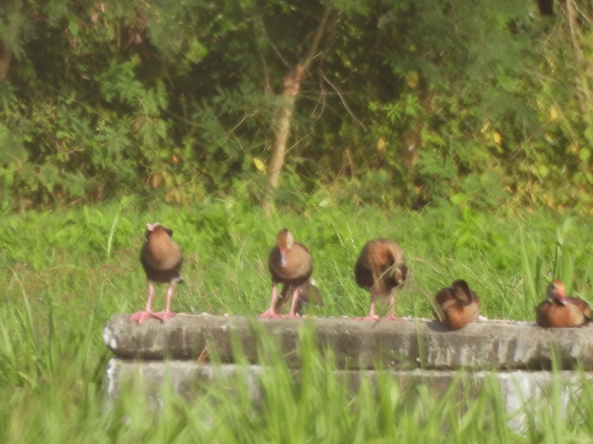 Black-bellied Whistling-Duck - ML647627656
