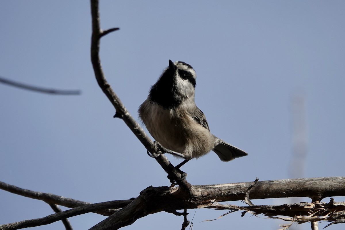 Mountain Chickadee - ML647627666