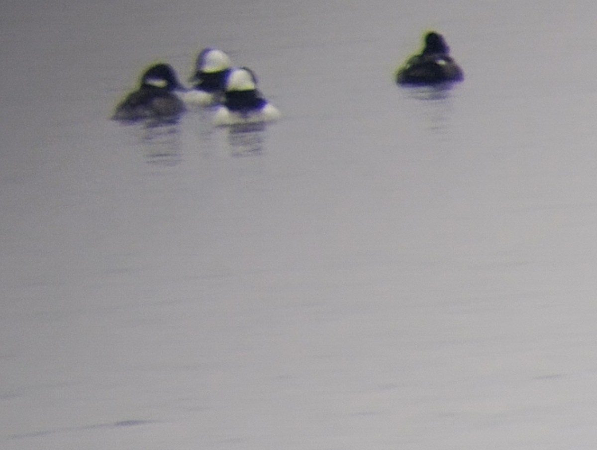 Bufflehead - ML647627670
