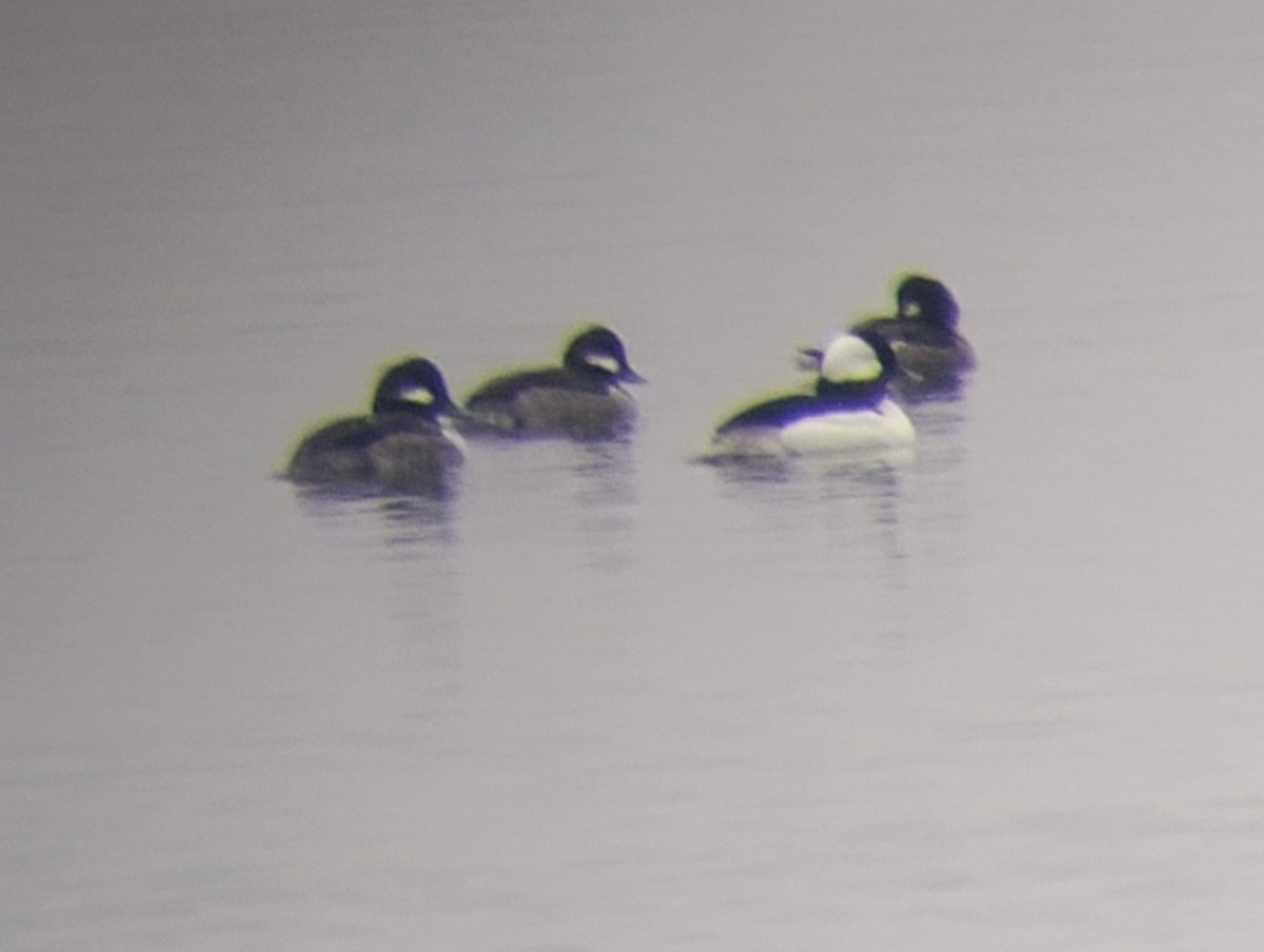 Bufflehead - ML647627671