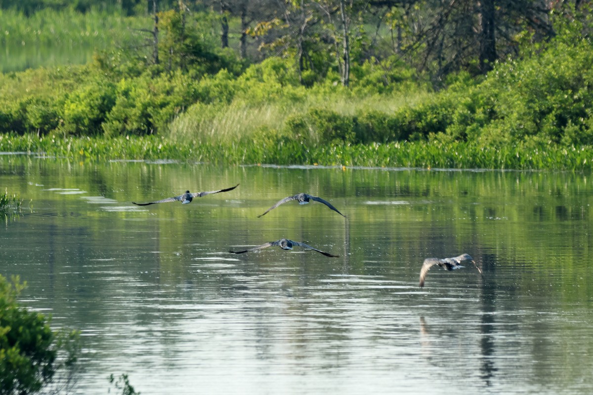 Double-crested Cormorant - ML647627672