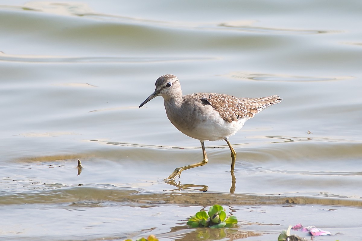 Wood Sandpiper - ML647627673