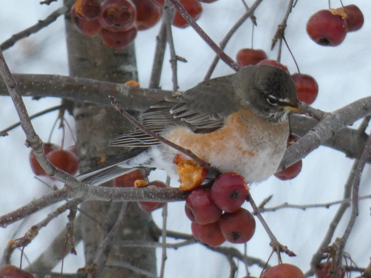 American Robin - ML647627674