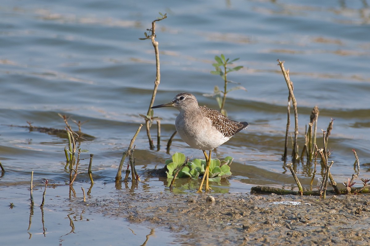 Wood Sandpiper - ML647627675