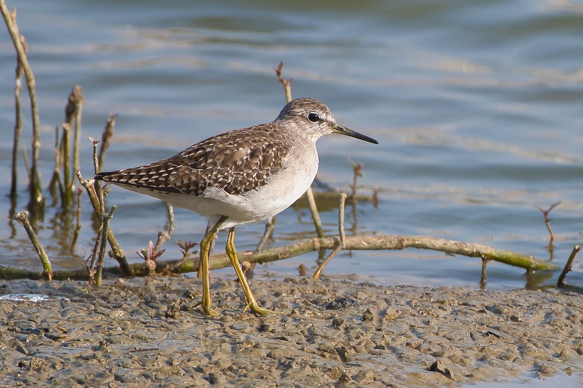 Wood Sandpiper - ML647627676