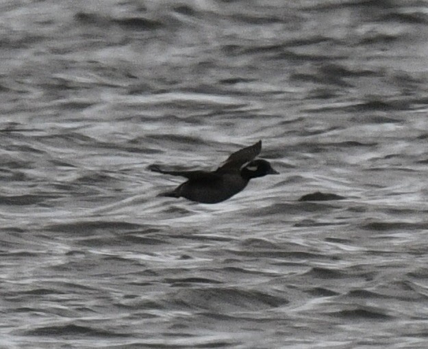 Bufflehead - ML647627677